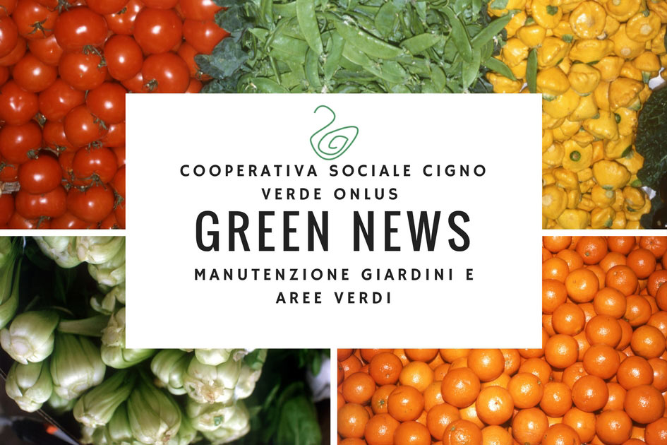 GREEN NEWS: la rubrica per gli appassionati del Verde!