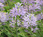 CAMASSIA