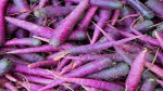 CAROTE VIOLA Va di moda seminare anche le carote viola, ricche di antocianine con elevato potere antiossidante, utili per la prevenzione di tumori e malattie cardiovascolari.