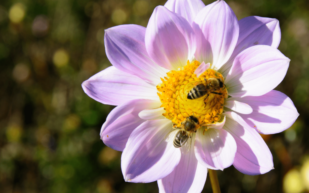 Come proteggere le api? 5 consigli alla portata di tutti