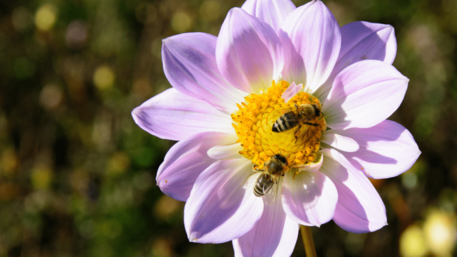 Come proteggere le api? 5 consigli alla portata di tutti